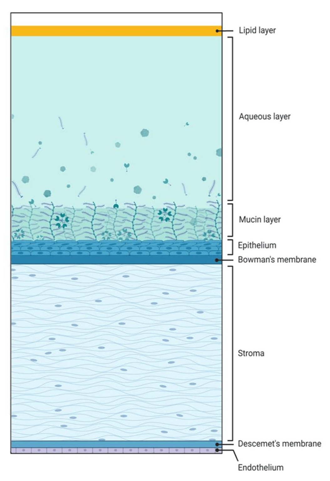 The first line of defense against external threats to the eye is the multilayered tear film and cornea. In addition to these physical barriers, a variety of immune responses can be triggered to summon antimicrobial agents.